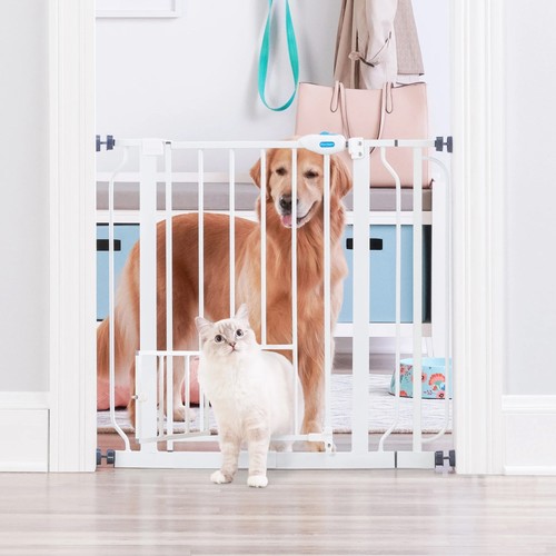 Walk through metal - walk, dog
